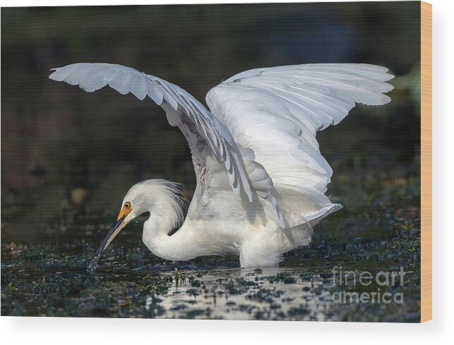 Birds Wood Print featuring the photograph Snowy Egret Fishing by DB Hayes