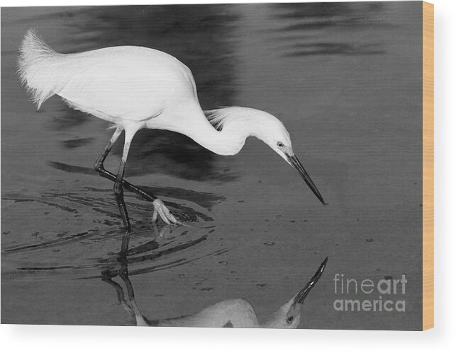 Egret Wood Print featuring the photograph Snowy Egret Fishing by John Harmon