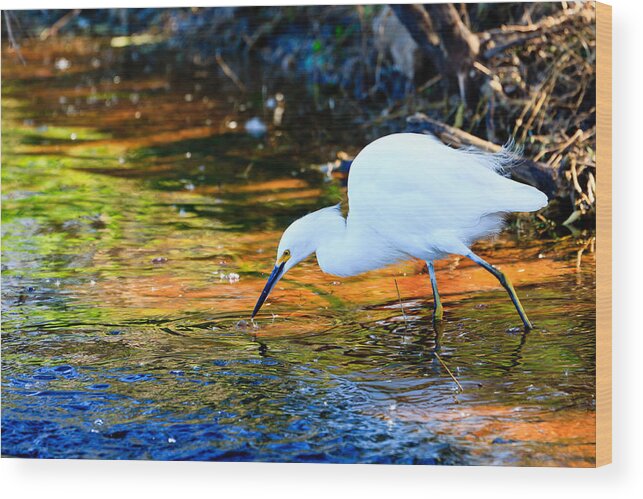 Snowy Egret Wood Print featuring the photograph Snowy Egret Hunting 2 by Ben Graham