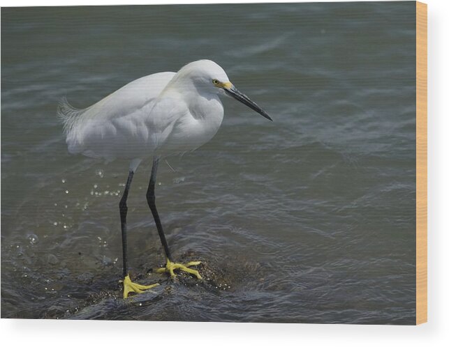 Egret Wood Print featuring the photograph Snowy Egret on Rock by Bradford Martin