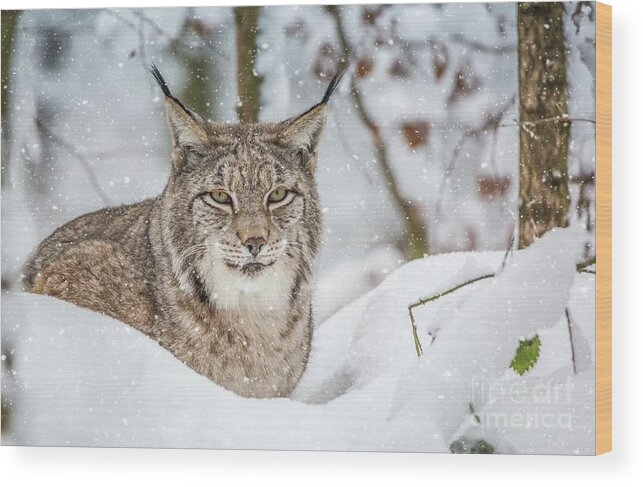 Eurasian Lynx Wood Print featuring the photograph Snowy Lynx by Eva Lechner
