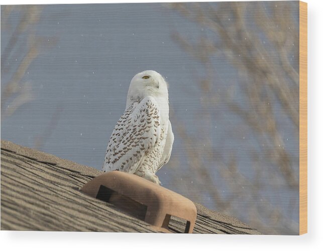 Owl Wood Print featuring the photograph Snowy Owl Enjoys The Snowflakes by Tony Hake