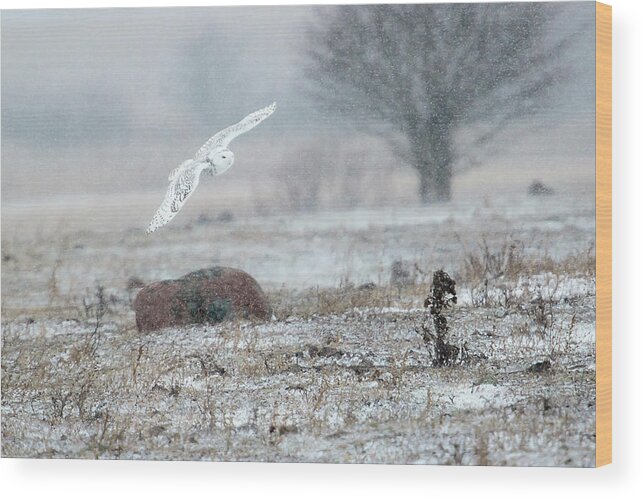 Rural Wood Print featuring the photograph Snowy Owl in Flight 3 by Gary Hall