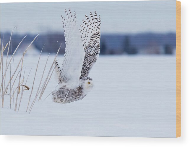 Art Wood Print featuring the photograph Snowy Take Off by Mircea Costina Photography