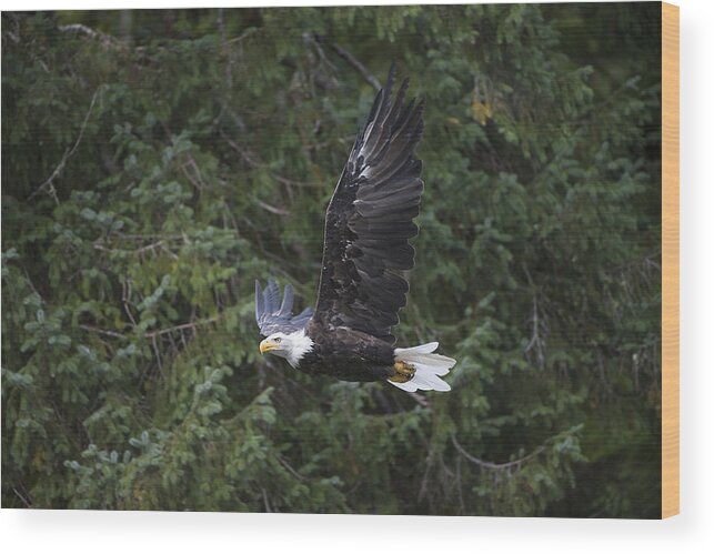 Bald Wood Print featuring the photograph Soaring Bald Eagle by Bill Cubitt