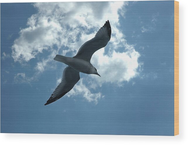 Sea Gull Wood Print featuring the photograph Soaring Gull by Frank Mari