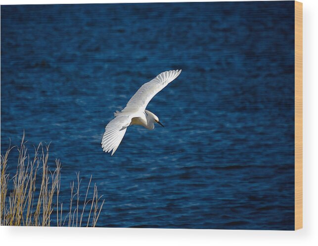 Bird Wood Print featuring the digital art Soaring Snowy Egret by DigiArt Diaries by Vicky B Fuller