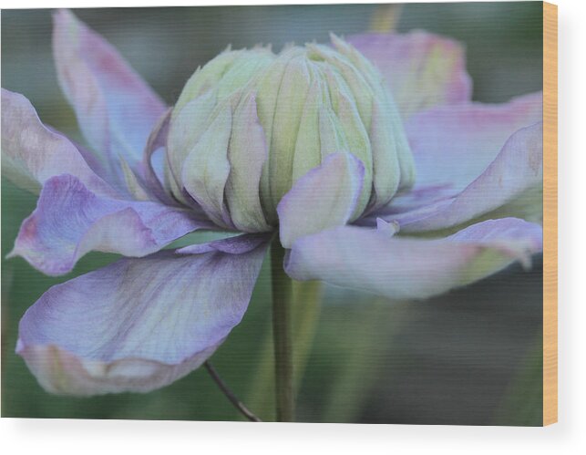 Clematis Wood Print featuring the photograph Soft And Cozy by Connie Handscomb