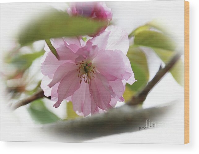Flowers Wood Print featuring the photograph Soft and Gentle by Yumi Johnson