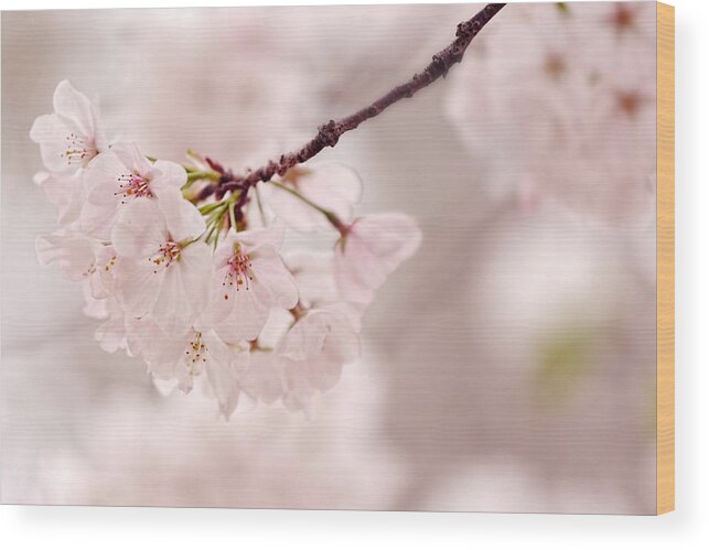 Flower Photography Wood Print featuring the photograph Soft Medley by Mary Buck