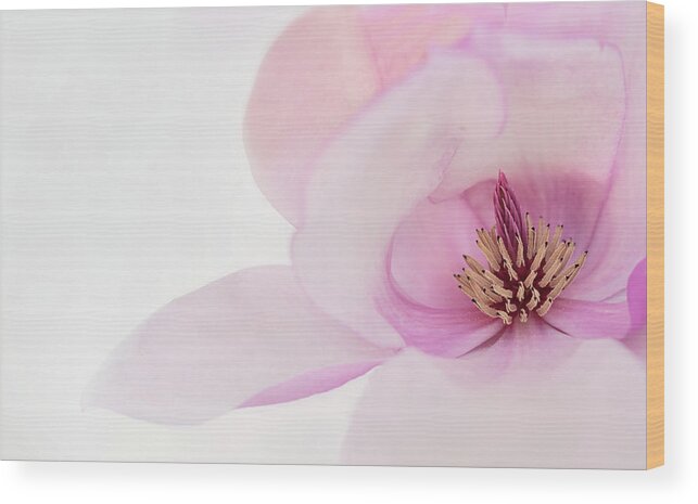 Japanese Magnolia Wood Print featuring the photograph Soft Nest by Mary Jo Allen