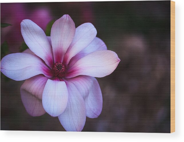 Illinois Wood Print featuring the photograph Soft Pink Magnolia by Joni Eskridge