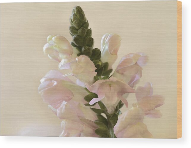 Snapdragon Wood Print featuring the photograph Soft Snapdragons by Cheryl Day