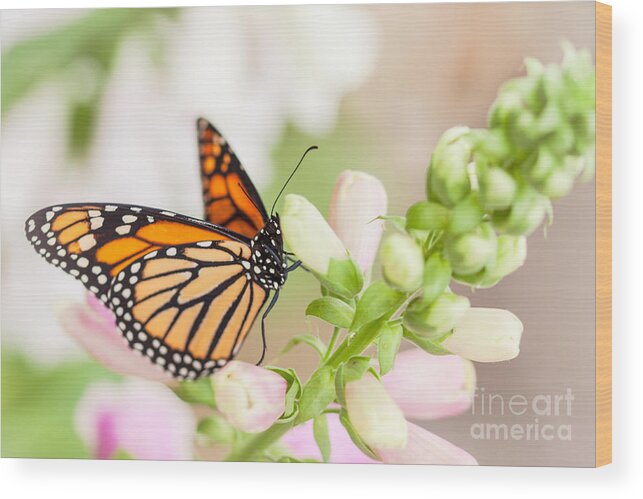 Monarch Butterfly Wood Print featuring the photograph Soft Spring Butterfly by Ana V Ramirez