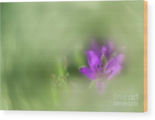 Flower Wood Print featuring the photograph Soft Spring I by Hernan Bua