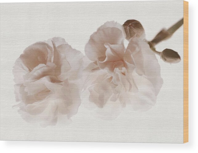 Dianthus Wood Print featuring the photograph Softly Opening by Leda Robertson