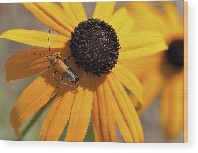 Insects Wood Print featuring the photograph Soldier Beetle On His Flower by Dick Pratt