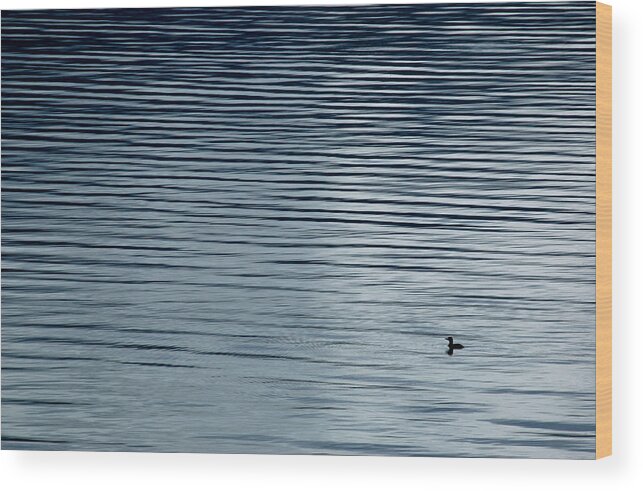 Pixels Wood Print featuring the photograph Solitary Loon on Kootenay Lake, British Columbia. by Rob Huntley