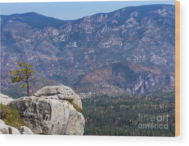 August 2017 Wood Print featuring the photograph Solitary Pine on Promontory by Jeff Hubbard