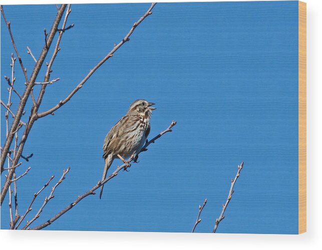 Bird Wood Print featuring the photograph Song Sparrow by Michael Peychich