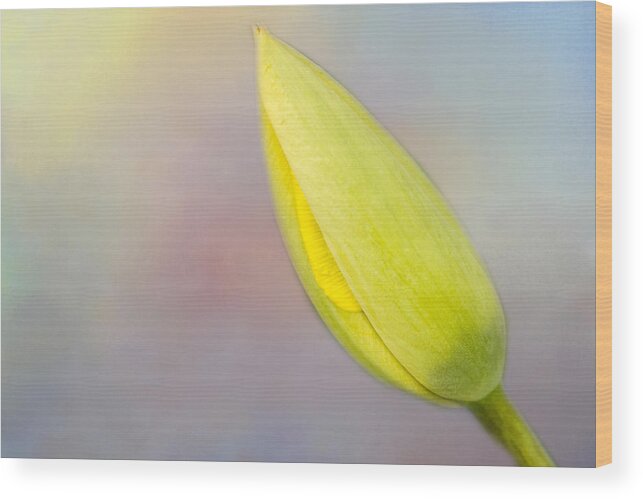 Tulip Wood Print featuring the photograph Soon A Tulip by Cathy Kovarik