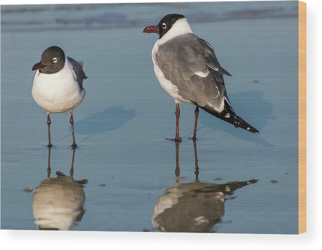 Birds Wood Print featuring the photograph Laughing Gulls by Ray Silva