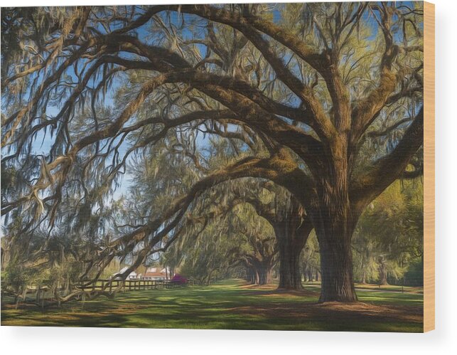 Boone Hall Plantation Wood Print featuring the photograph Southern Belle Sunday by Kim Carpentier