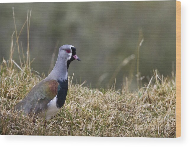 Southern Lapwing Wood Print featuring the photograph Southern Lapwing by Jean-Louis Klein & Marie-Luce Hubert