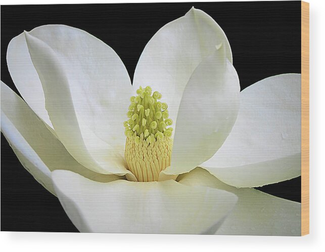 Isabela Cocoli Wood Print featuring the photograph Southern Magnolia 2 by Isabela and Skender Cocoli