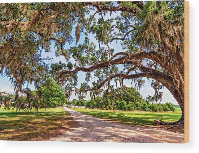 Nola Wood Print featuring the photograph Southern Serenity by Steve Harrington