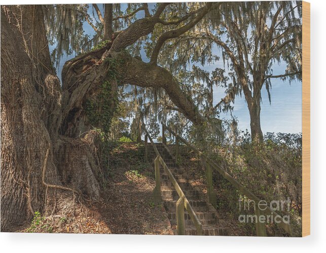 Middleton Wood Print featuring the photograph Southern Step Up by Dale Powell