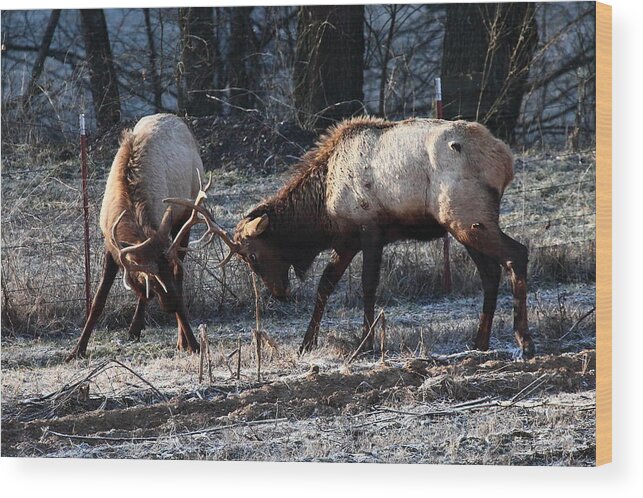 Bull Elk Wood Print featuring the photograph Sparring Elk in February by Michael Dougherty