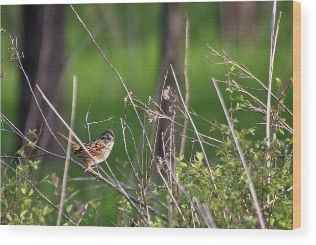 Wildlife Wood Print featuring the photograph Sparrow On A Branch by John Benedict