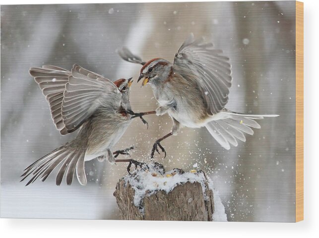  Tree Wood Print featuring the photograph Sparrows by Mircea Costina Photography