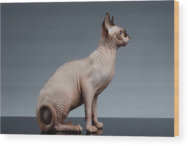 Sitting Wood Print featuring the photograph Sphynx Cat Sits and Looking Forward on Black by Sergey Taran