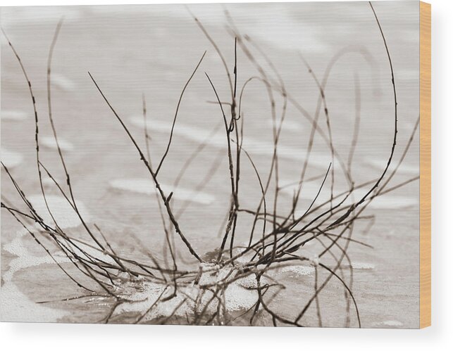 Beach Wood Print featuring the photograph Spider Driftwood by Chris Bordeleau