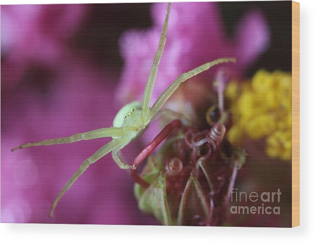 Crab Spider Wood Print featuring the photograph Spider In The Crepe Myrtle Tree by Mike Eingle