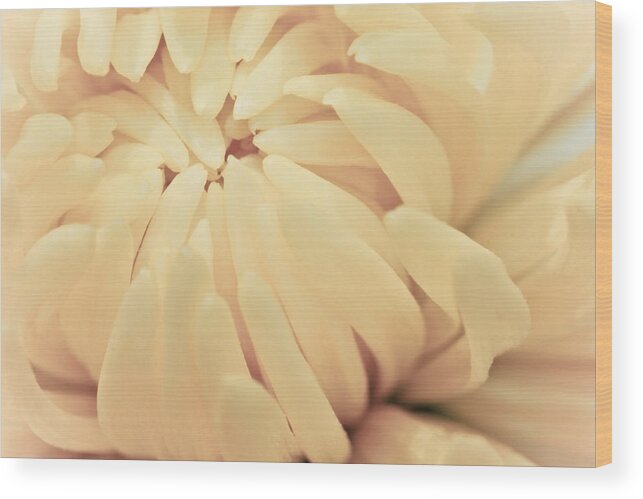 (c) 2010 Wood Print featuring the photograph Spider Mum Flower by R K