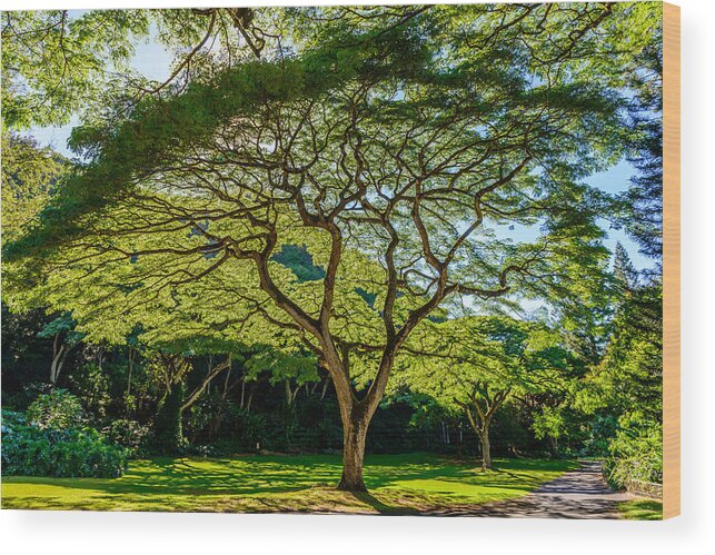 Hawaii Wood Print featuring the photograph Spider Tree by Michael Scott