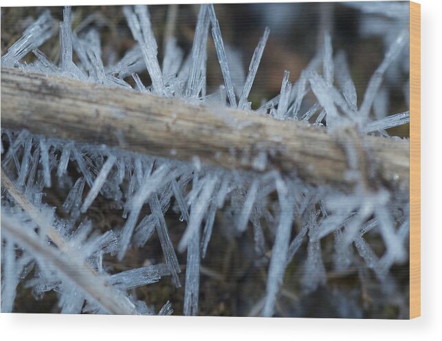 Frost Wood Print featuring the photograph Spiked And Frosted by Greg Hayhoe