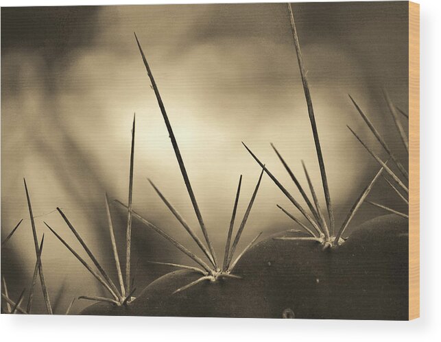 Cactus Wood Print featuring the photograph Spiked by Melanie Moraga