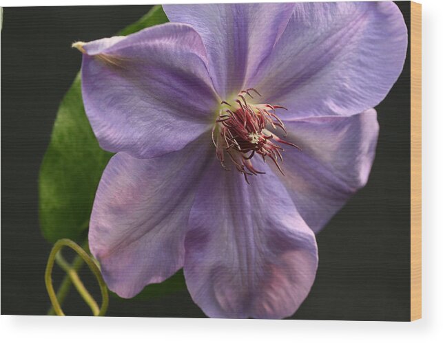 Abundant Wood Print featuring the photograph Spinning Clematis by Tammy Pool