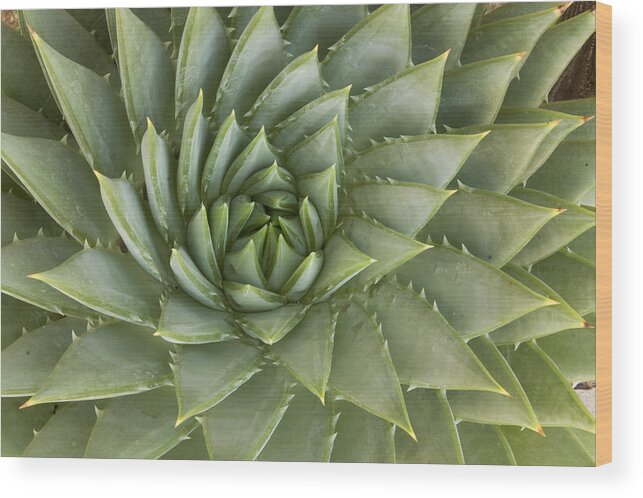 00429855 Wood Print featuring the photograph Spiral Aloe Santa Cruz California by Sebastian Kennerknecht