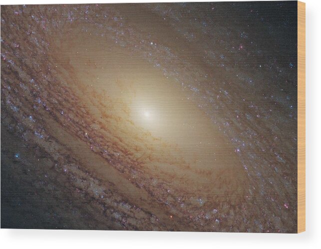 Astronomy Wood Print featuring the painting Spiral Galaxy NGC 2841 2 by Celestial Images