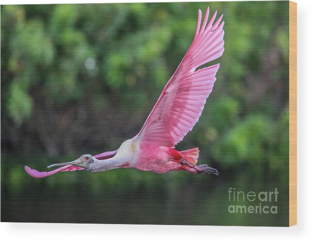 Spoonbill Wood Print featuring the photograph Spoony in Flight by Tom Claud