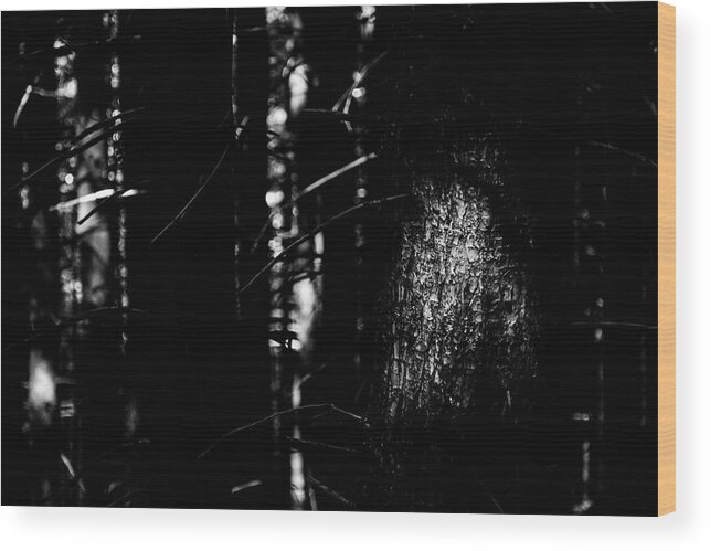 Wilderness Wood Print featuring the photograph Spotlight in the Woods Black and White by Pelo Blanco Photo