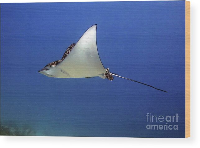 Underwater Wood Print featuring the photograph Spotted Eagle Ray by Daryl Duda