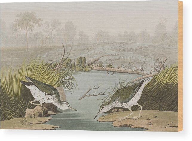 Sandpiper Wood Print featuring the painting Spotted Sandpiper by John James Audubon