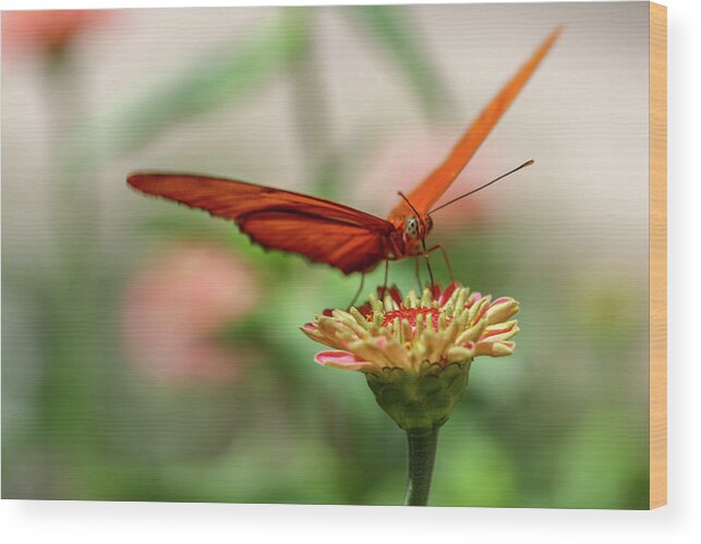 Butterfly Wood Print featuring the photograph Spread your Wings by Mary Anne Delgado