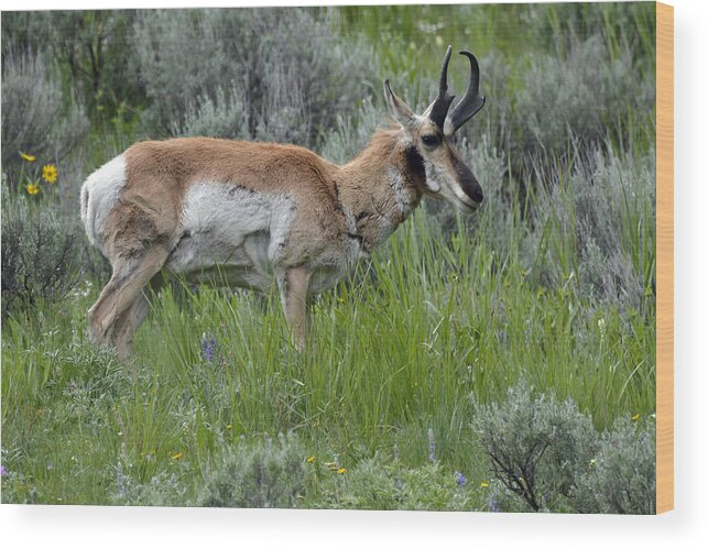 Yellowstone Wood Print featuring the photograph Spring Antelope by Bruce Gourley